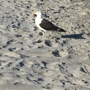 Meet your Posher, Nico